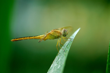 dragonfly