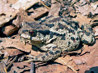 far-eastern toad (bufo gargarizans) 2