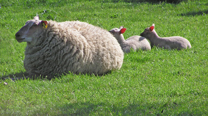 0672 - brebis et deux agneaux