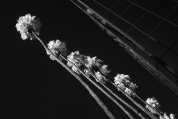 palm trees and building infrared
