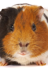 Fototapeta premium portrait of a guinea-pig. macro a photo.