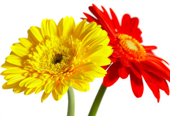red and yellow flower on a white background