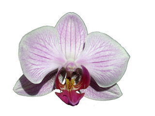 orchid - obrazy, fototapety, plakaty