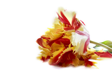 Fototapeta na wymiar red and yeallow tulip over white