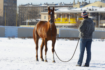the girl with a horse in the winter on a hippodrome.