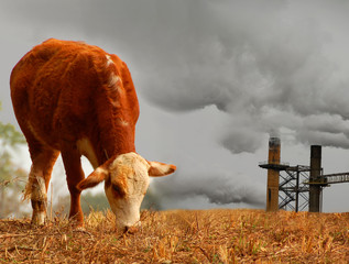 cow and pollution