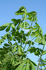 top of a chestnut coming into leaf.
