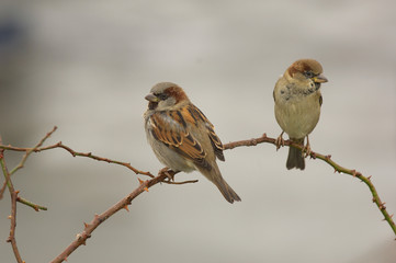 sparow