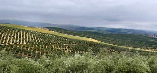 orchard panorama