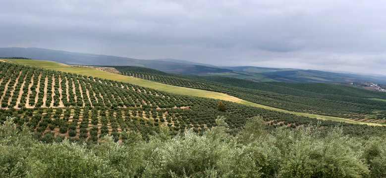 orchard panorama