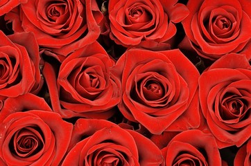 red roses