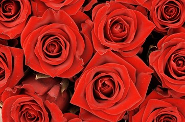 red roses 2