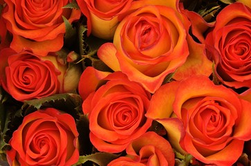 orange roses