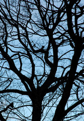 winter tree in silhouette #330
