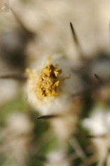 cactus bud 4