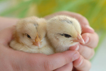 chicken