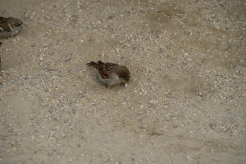 sparrow