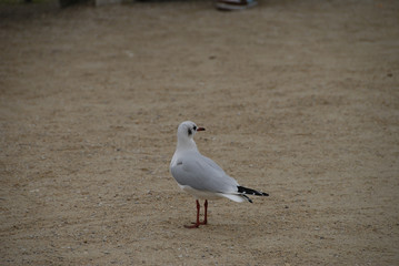 Fototapeta premium bird