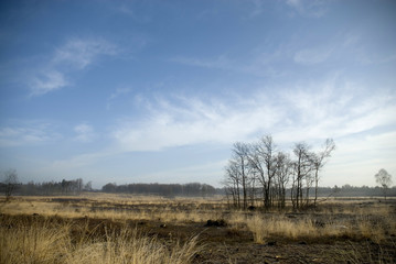 birch in lonely landscape