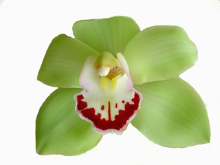 flower of cymbidium