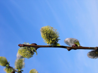 easter's cutkin © Argiz