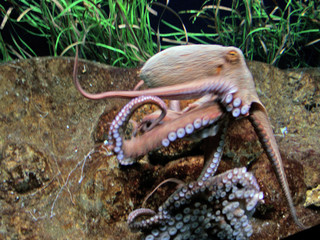 octopus