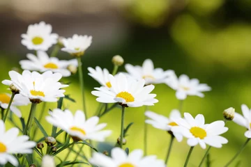 Abwaschbare Fototapete Sommerblumen © Stocksnapper