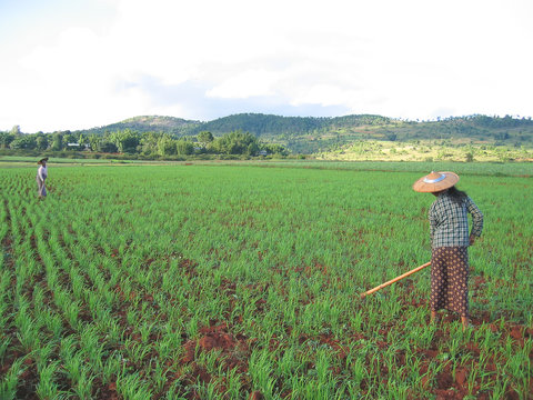 two farmer women working in a ricefield, kalaw, myanmar
