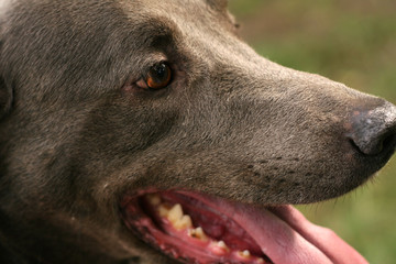 happy dog close
