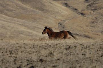 wild horse running in the wide open