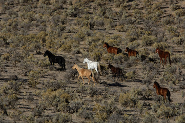 wild horses running in the sagebrush