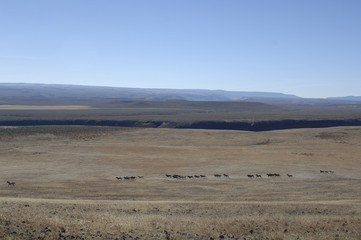 wild horses and wide open spaces