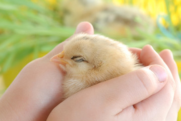 chicken