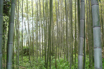 forêt de bambous