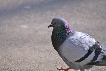 profile of a pigeon