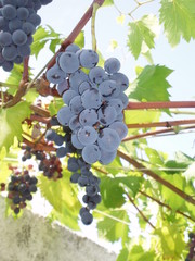 bunch of grapes