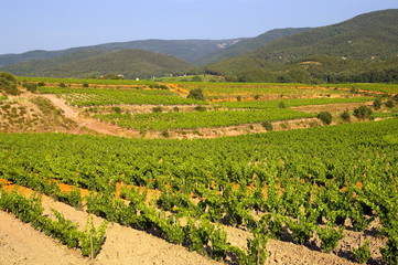 Fototapeta na wymiar rzędy winorośli w Prowansji