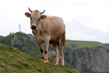 the cow is grazed in mountains of caucasus