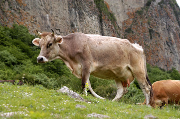 the cow is grazed in mountains of caucasus