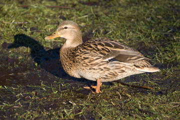 duck