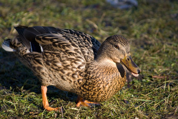 duck