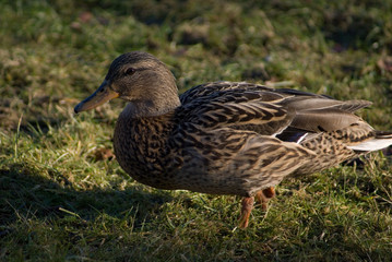 duck