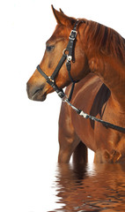 portrait of a horse of brown color.