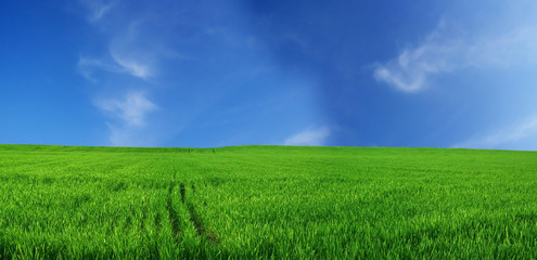 Obraz na płótnie Canvas wheat field over beautiful blue sky