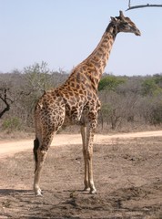 giraffe