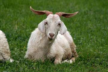 Obraz premium the white goat lays on a green grass
