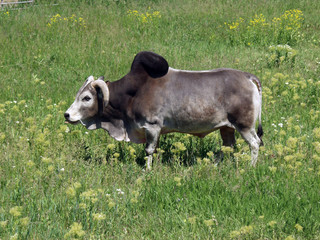 the humpbacked cow is grazed on a green grass