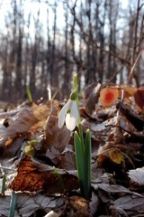 snowdrop flower in the forest