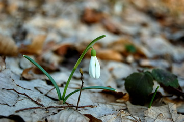 snowdrop flower