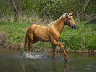 horse in water